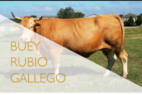 carne premium buey rubio gallego madrid