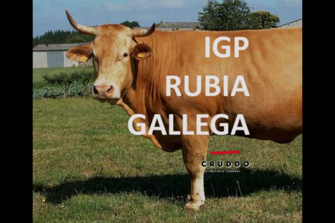 Qué es la IGP Vaca Gallega Buey Gallego