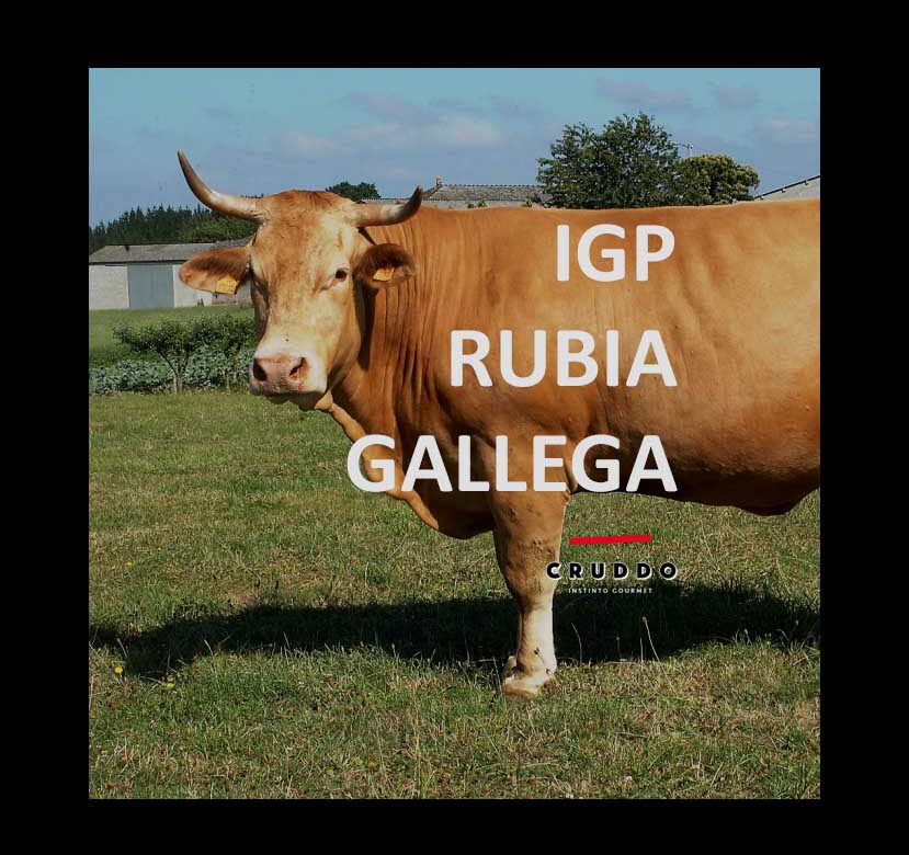 Qué es la IGP Vaca Gallega Buey Gallego